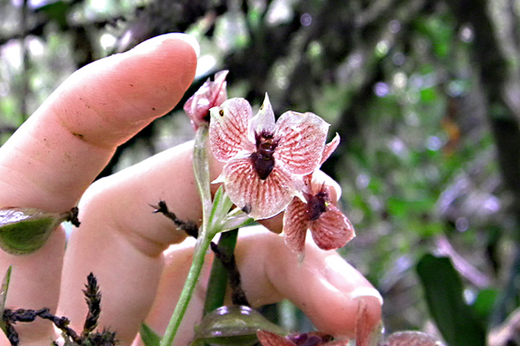 Kolumbien Orchidee